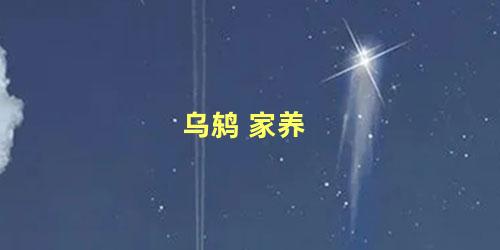 乌鸫 家养